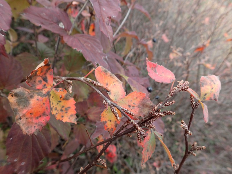 Fragrant sumac (Rhus aromatica) in alvar shrubland at Chaumont Barrens in Jefferson County Gregory J. Edinger