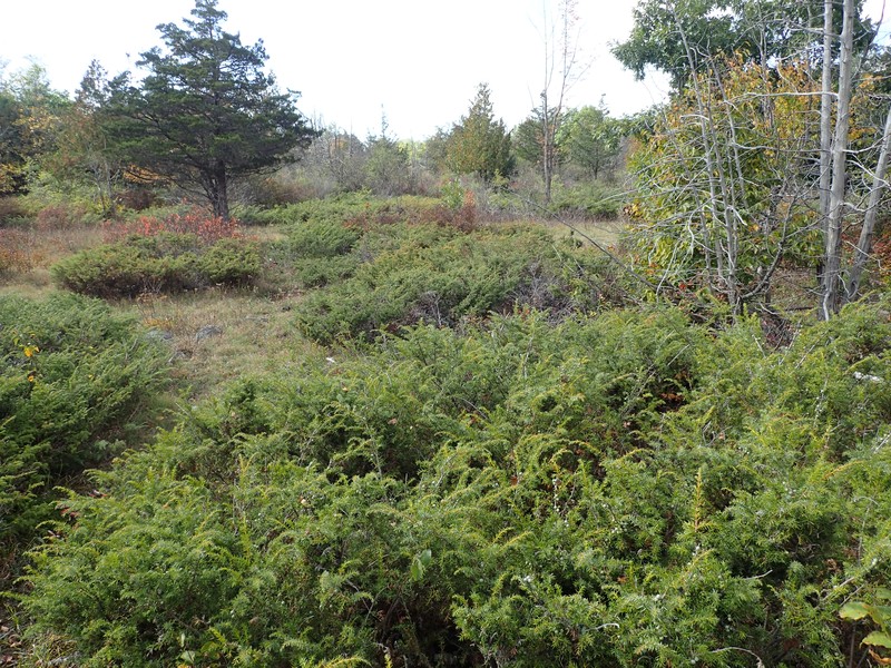 Alvar shrubland dominated by common juniper (Juniperus communis) at Chaumont Barrens in Jefferson County Gregory J. Edinger