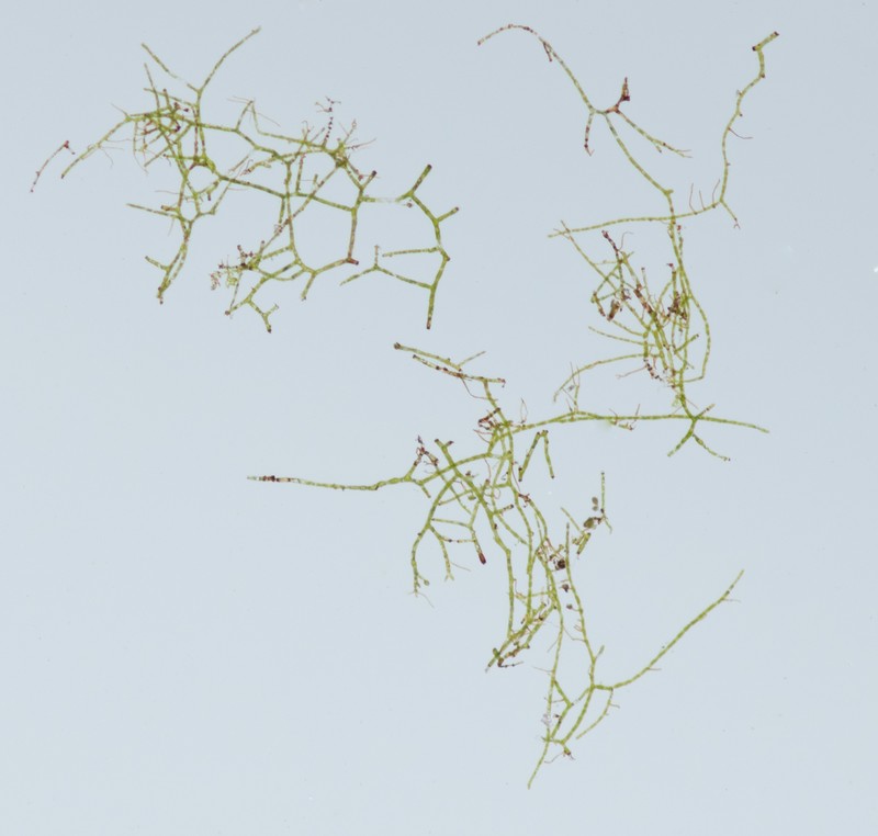 Crepidomanes intricatum under microscope (40x) Kyle J. Webster