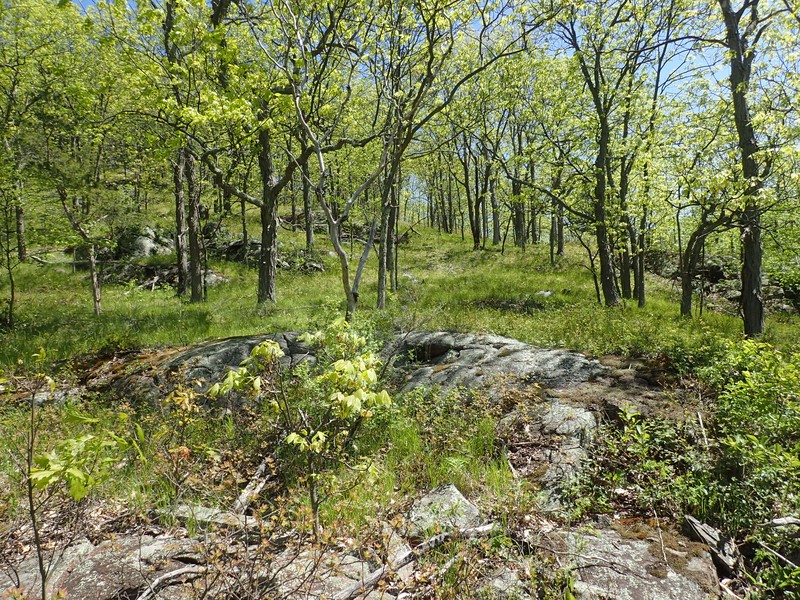 Appalachian oak-hickory forest (CEGL006301) on the summit of Mount Defiance. Gregory J. Edinger