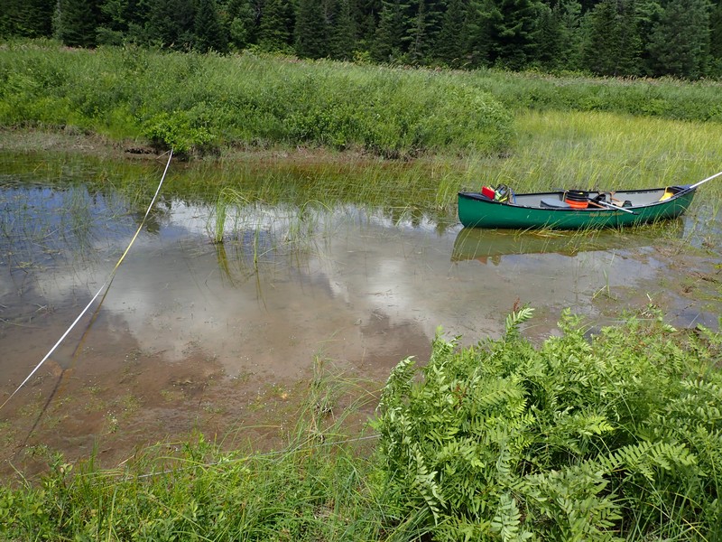 Backwater slough along North Branch Moose River. Gregory J. Edinger