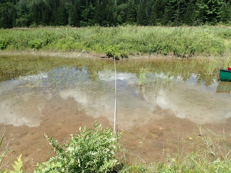 Backwater slough along North Branch Moose River. Gregory J. Edinger