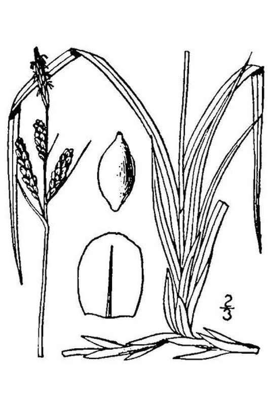 Carex bigelowii line drawing Britton, N.L., and A. Brown (1913); downloaded from USDA-Plants Database.