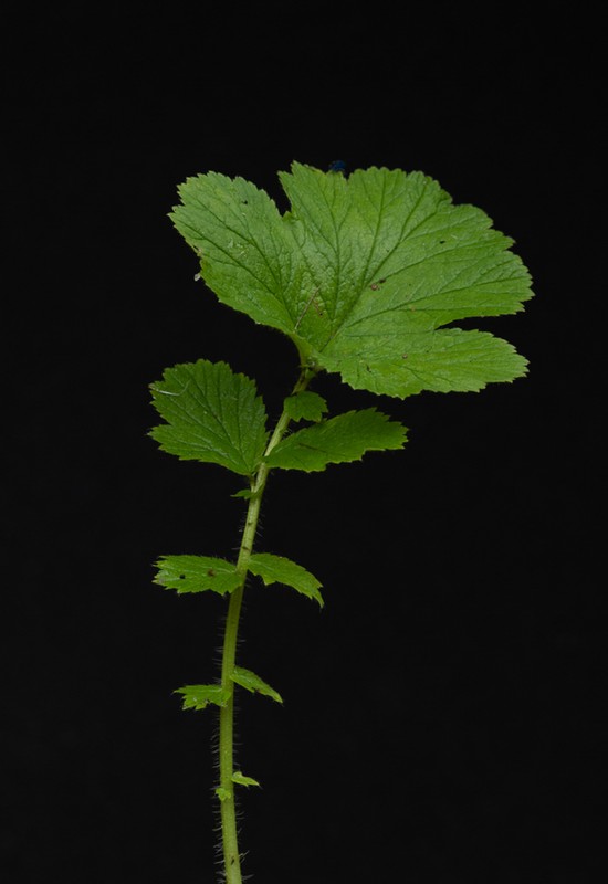 Geum macrophyllum basal leaf Kyle J. Webster