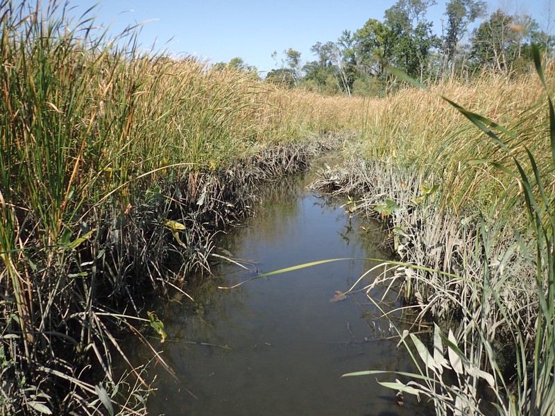 Brackish tidal marsh dominated by narrow-leaved cattail (Typha angustifolia) at Moodna Creek Mouth.. Gregory J. Edinger