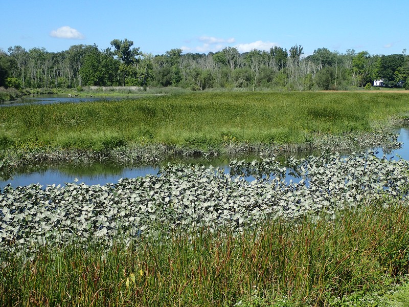 Brackish tidal marsh dominated by narrow-leaved cattail (Typha angustifolia) at Moodna Creek Mouth.. Gregory J. Edinger