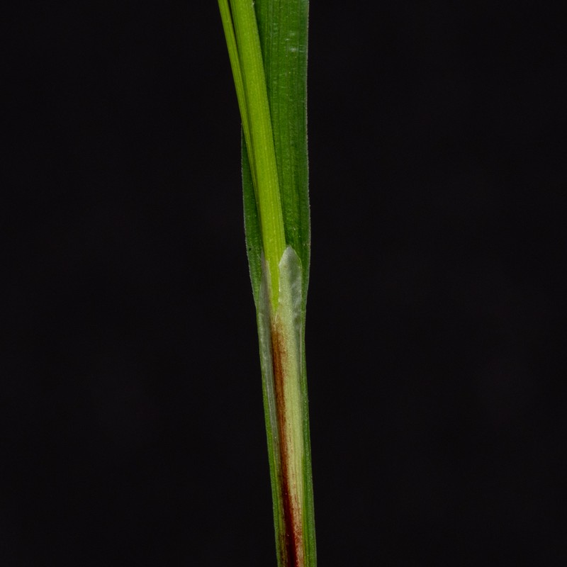 Carex careyana sheath Kyle J. Webster