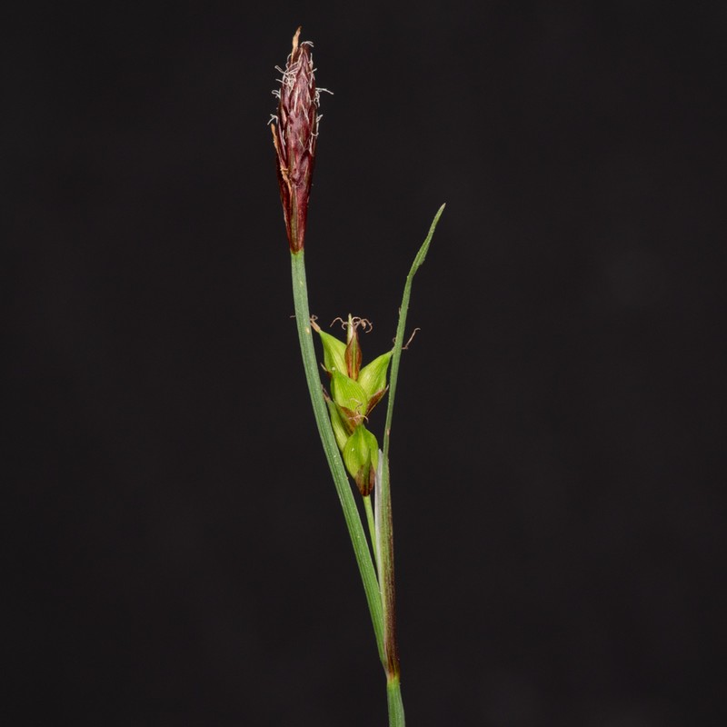 Carex careyana staminate and gynecandrous spikelets Kyle J. Webster