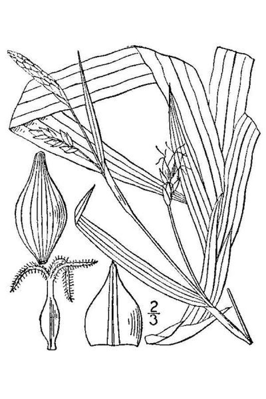 Carex careyana line drawing Britton, N.L., and A. Brown (1913); downloaded from USDA-Plants Database.