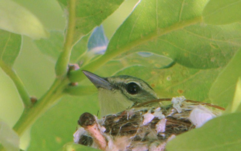 Cerulean Warbler (Setophaga cerulea) female Andy Reago