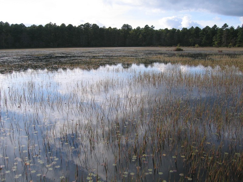 Coastal Plain pond at Calverton Ponds Gregory J. Edinger