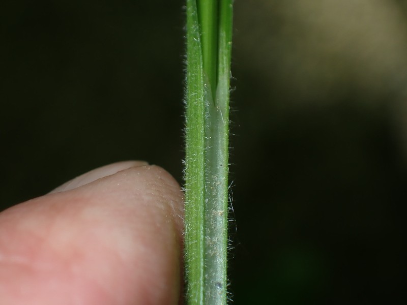 Carex davisii Steven Daniel