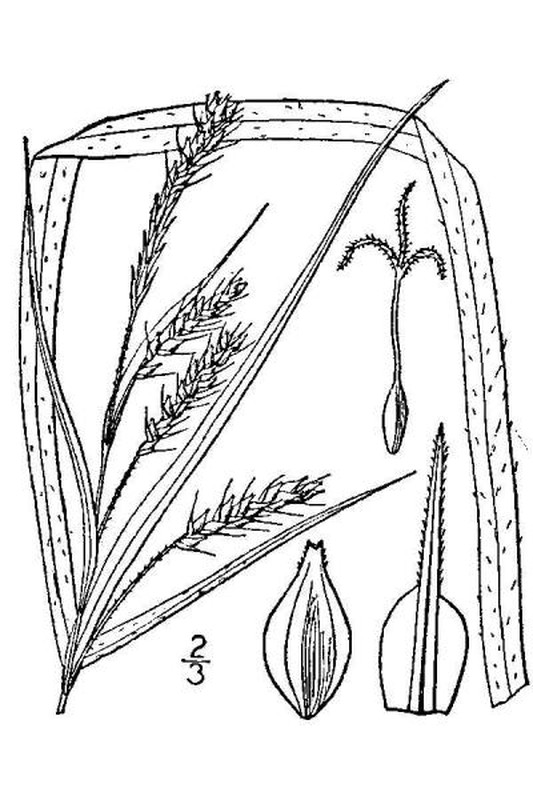 Carex davisii line drawing Britton, N.L., and A. Brown (1913); downloaded from USDA-Plants Database.