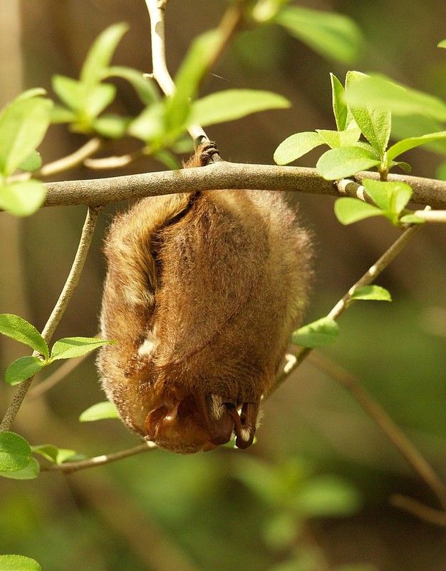 Eastern Red Bat (Lasiurus borealis) Chris Harshaw
