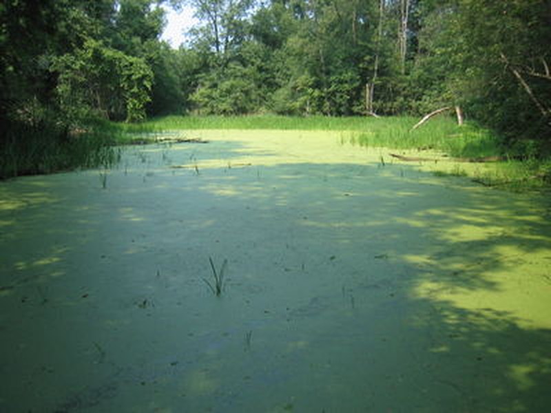 Eutrophic pond covered with duckweed (Lemna spp.) at Saratoga National Historical Park Gregory J. Edinger
