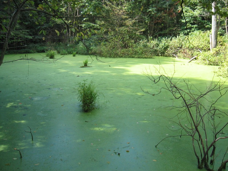 Eutrophic pond covered with duckweed (Lemna spp.) at The Home of Franklin D. Roosevelt National Historic Site Gregory J. Edinger