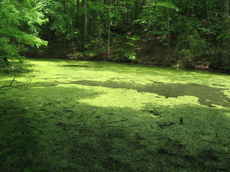 Eutrophic pond covered with duckweed (Lemna spp.) at The Home of Franklin D. Roosevelt National Historic Site Gregory J. Edinger