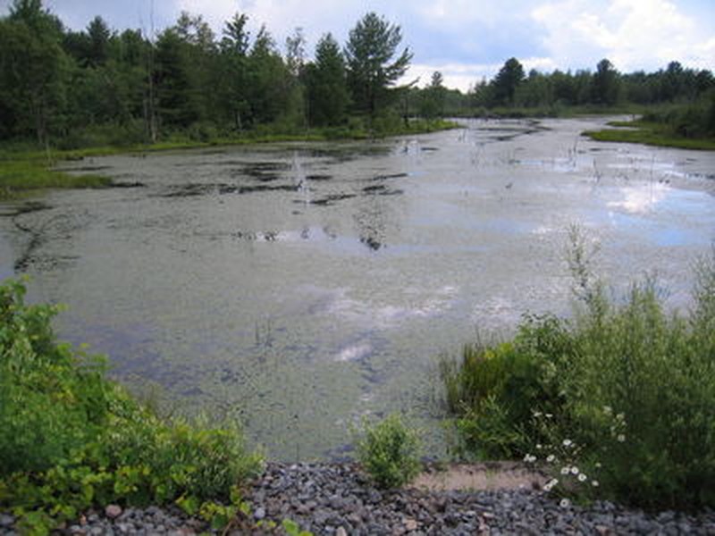 Eutrophic pond at Fort Drum Gregory J. Edinger