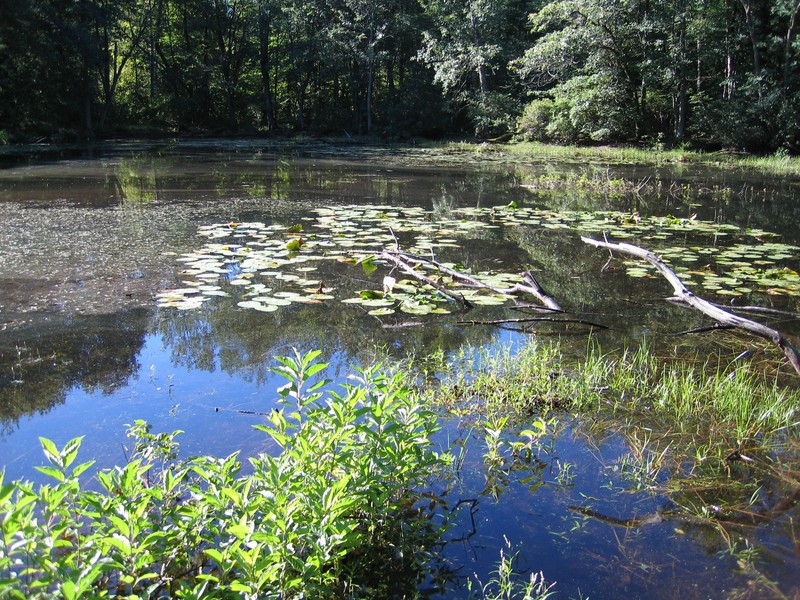 Eutrophic pond at Wilton Wildlife Preserve and Park Gregory J. Edinger