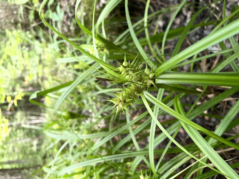 Carex lupuliformis Aaron Heminway