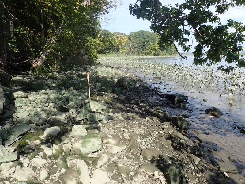 Freshwater intertidal shore with heart-leaved plantain (Plantago cordata) at Brandow Point. Gregory J. Edinger