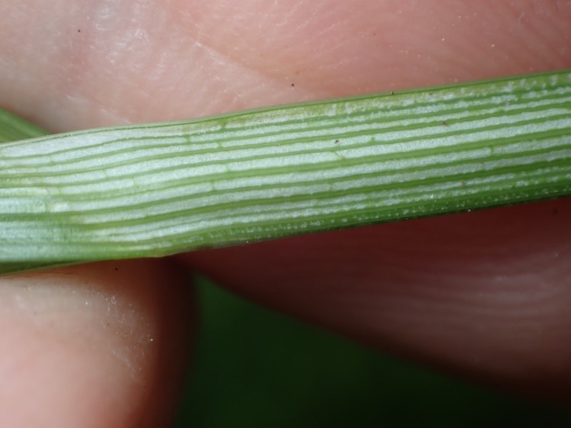 Carex aggregata Steven Daniel