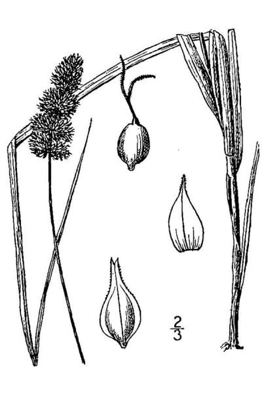 Carex aggregata line drawing Britton, N.L., and A. Brown (1913); downloaded from USDA-Plants Database.