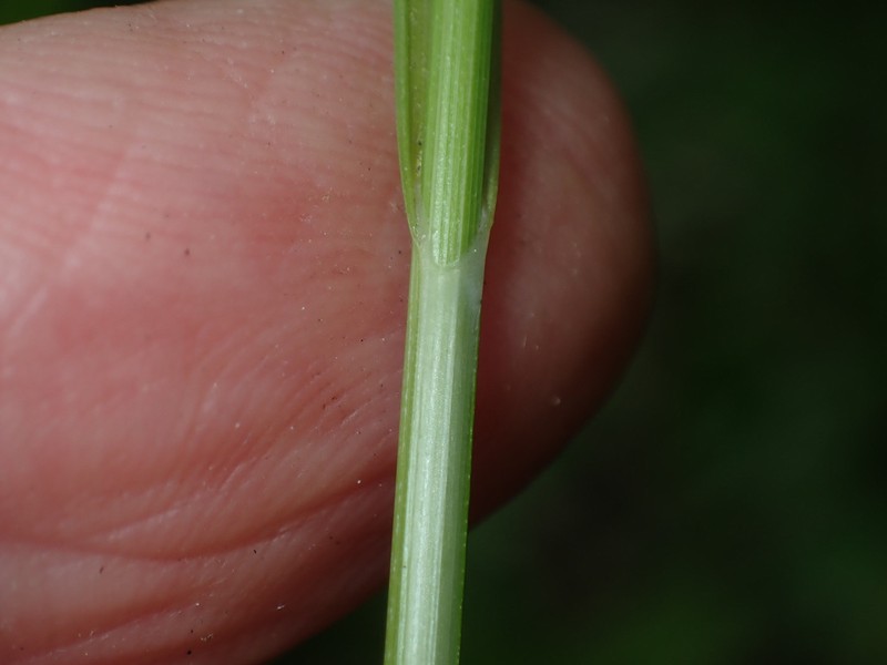 Carex aggregata Steven Daniel