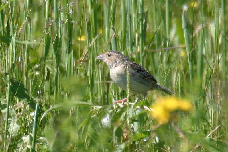 Ammodramus savannarum (Grasshopper Sparrow) Larry Master