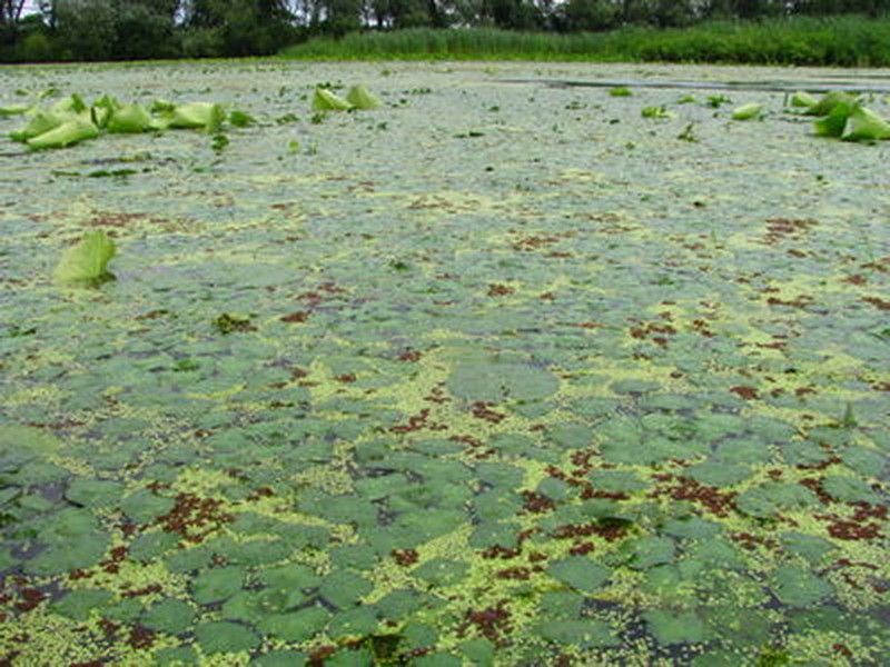 Great Lakes aquatic bed dominated by floating-leaved aquatic plants at Maxwell Bay. Timothy G. Howard
