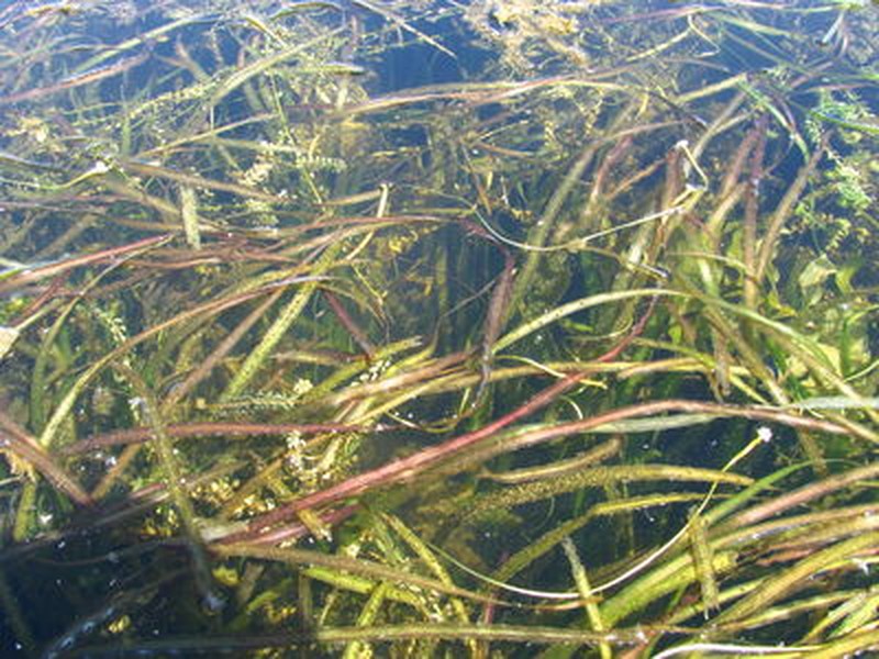 Great Lakes aquatic bed dominated by submerged aquatic plants at Muskellunge Bay. Timothy G. Howard