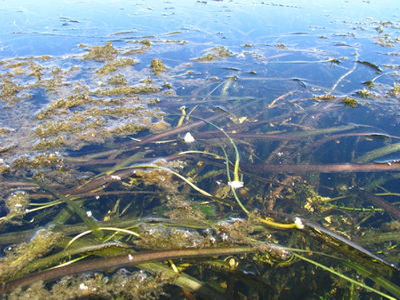 Great Lakes aquatic bed dominated by submerged aquatic plants at Muskellunge Bay. Timothy G. Howard
