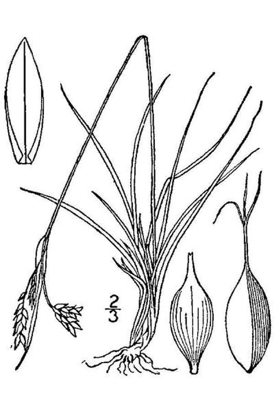 Carex capillaris line drawing Britton, N.L., and A. Brown (1913); downloaded from USDA-Plants Database.