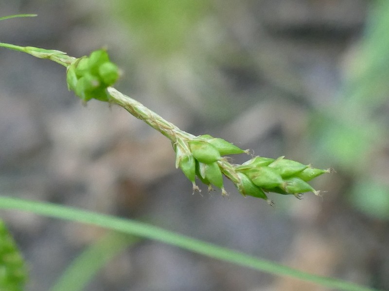 Carex formosa 