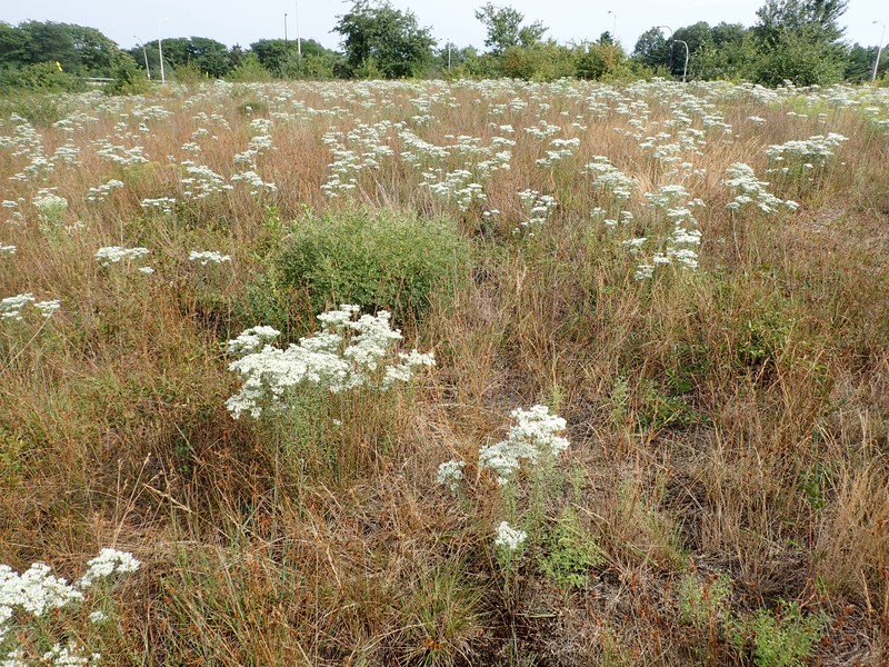 Hempstead Plains grassland dominated by little bluestem (Schizachyrium scoparium), Greene’s rush (Juncus greenei), and hyssop-leaved thoroughwort (Eupatorium hyssopifolium) in bloom. Gregory J. Edinger