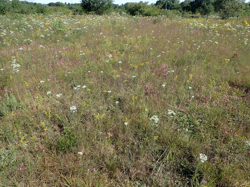 Hempstead Plains grassland with sandplain agalinis (Agalinis decemloba) in bloom. Gregory J. Edinger
