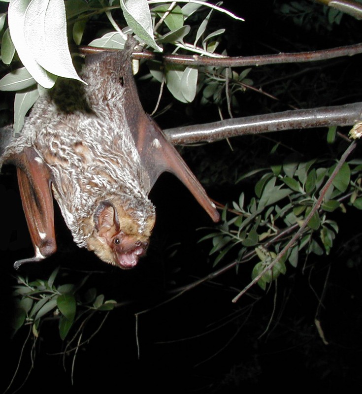 Hoary Bat (Lasiurus cinereus) Paul Cryan