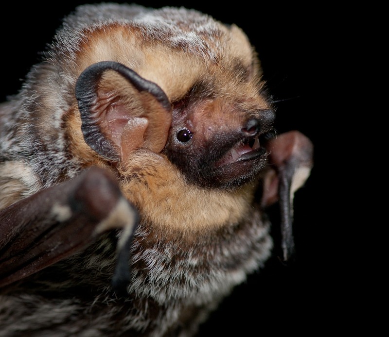 Hoary Bat (Lasiurus cinereus) Daniel Neal