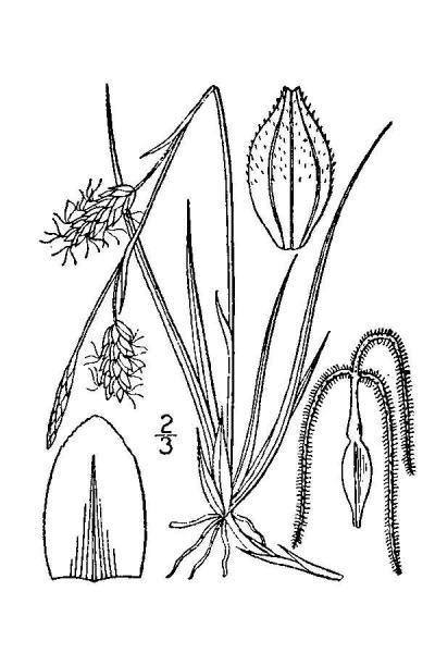 Carex richardsonii line drawing Britton, N.L., and A. Brown (1913); downloaded from USDA-Plants Database.