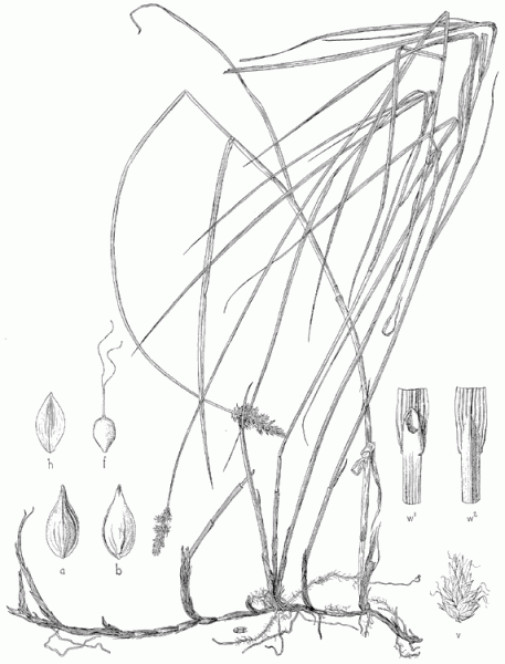Carex sartwellii line drawing Downloaded from Texas A&M Cyber Sedge