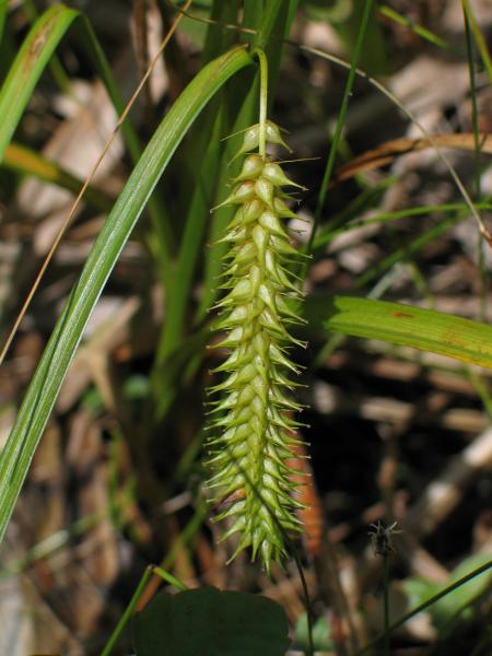 Carex schweintzii David Werier