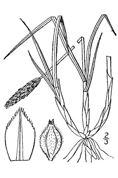 Carex scirpoidea line drawing Britton, N.L., and A. Brown (1913); downloaded from USDA-Plants Database.