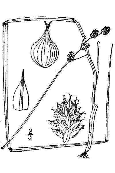 Carex straminea line drawing Britton, N.L., and A. Brown (1913); downloaded from USDA-Plants Database.