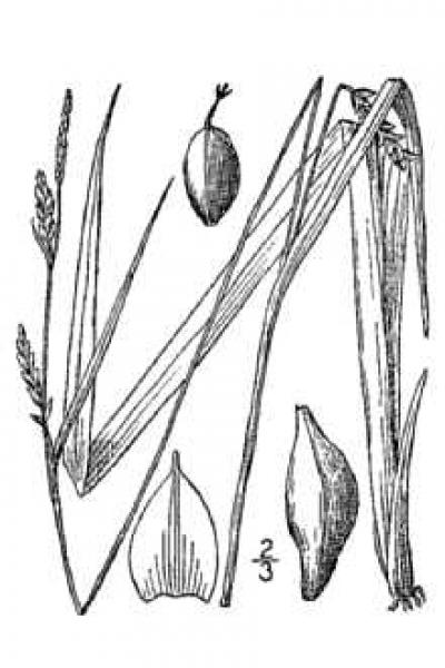 Carex striatula line drawing Britton, N.L., and A. Brown (1913); downloaded from USDA-Plants Database.