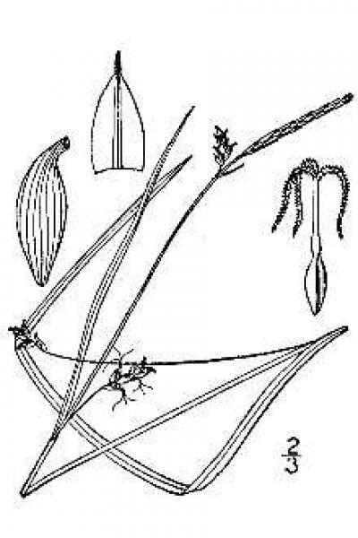 Carex styloflexa line drawing Britton, N.L., and A. Brown (1913); downloaded from USDA-Plants Database.
