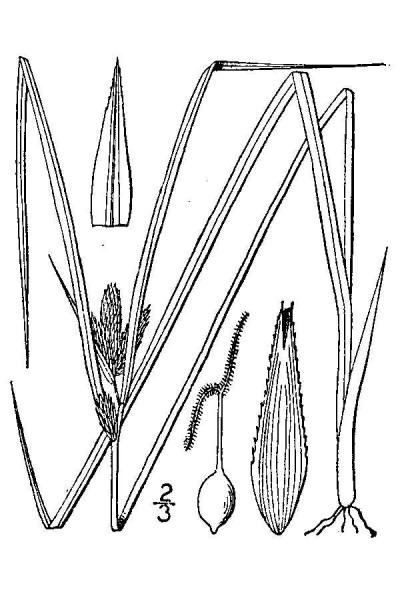Carex sychnocephala line drawing Britton, N.L., and A. Brown (1913); downloaded from USDA-Plants Database.