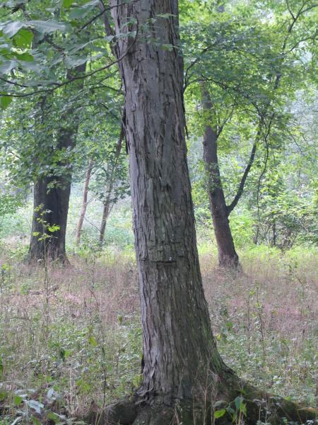 Carya laciniosa tree trunk and bark David Werier