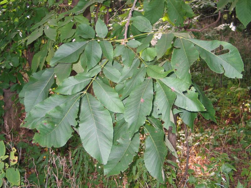 Carya laciniosa leaves David Werier