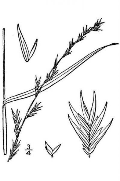 Chasmanthium laxum illustration 
