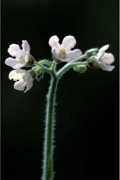 Cynoglossum virginianum var. virginianum flower Thomas Barnes (2004); downloaded from USDA-Plants Database